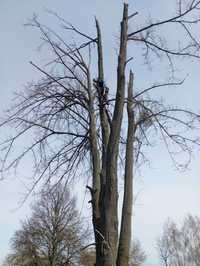 Зрізання дерев у Луцьку і районі