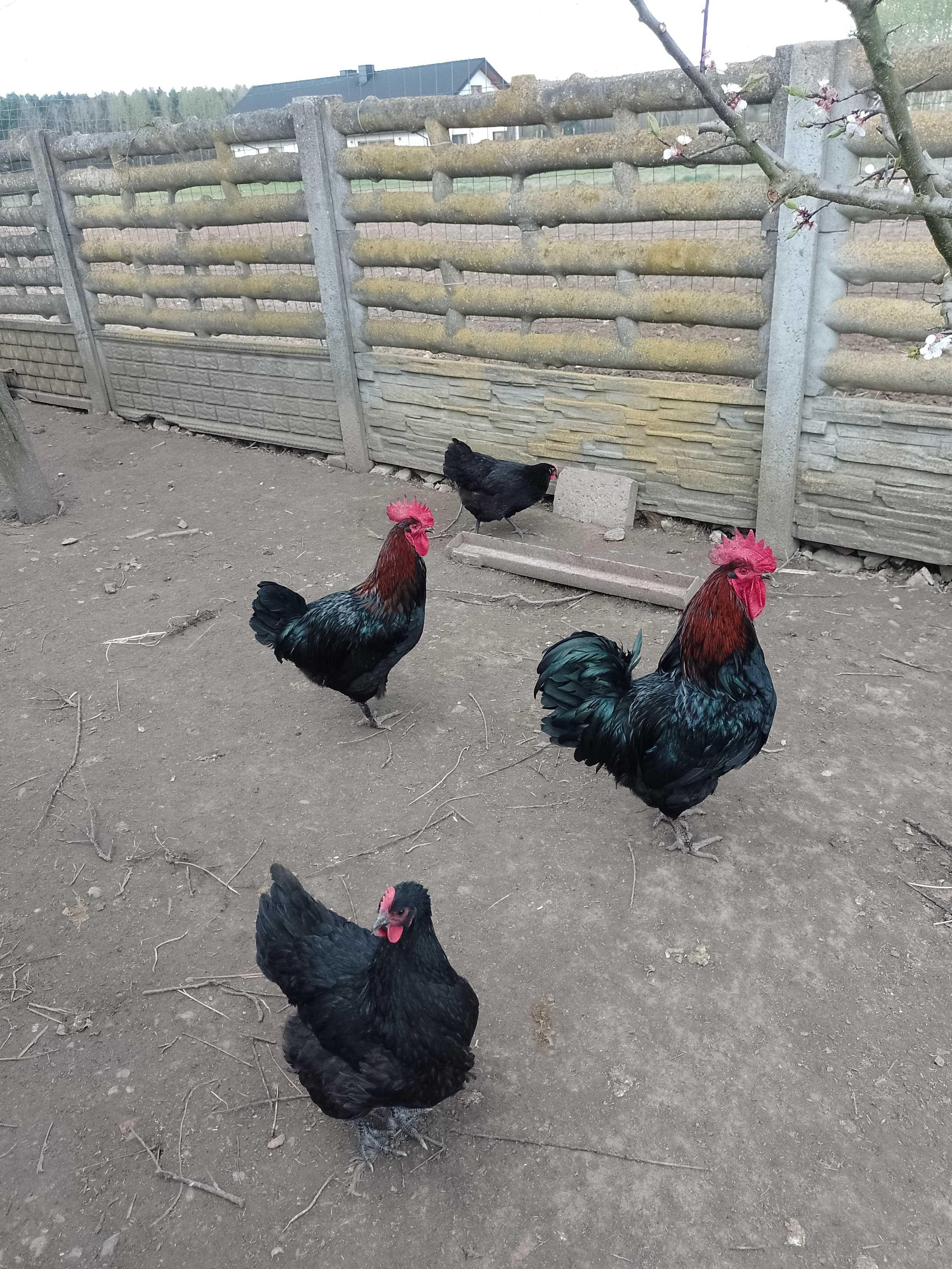 Jaja lęgowe kur Australorp