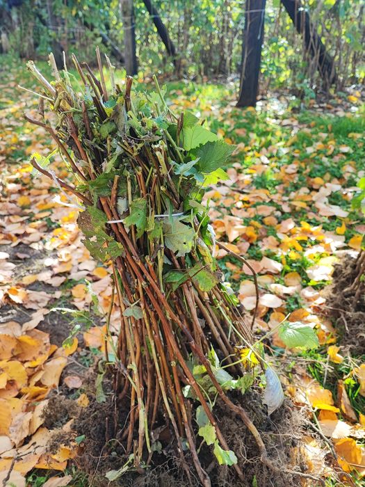 Sadzonki malin, wczesna odmiana, duże owoce
