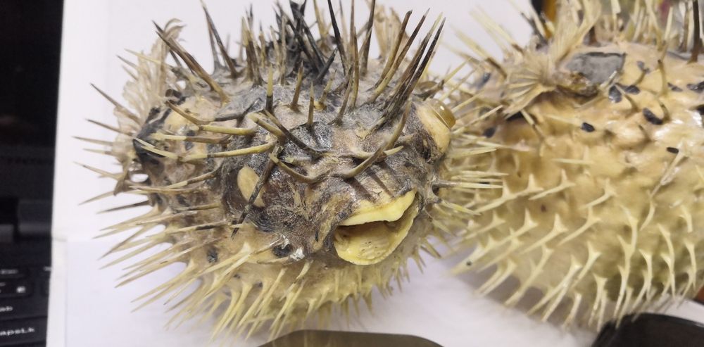 Продам чучело рыбы фугу