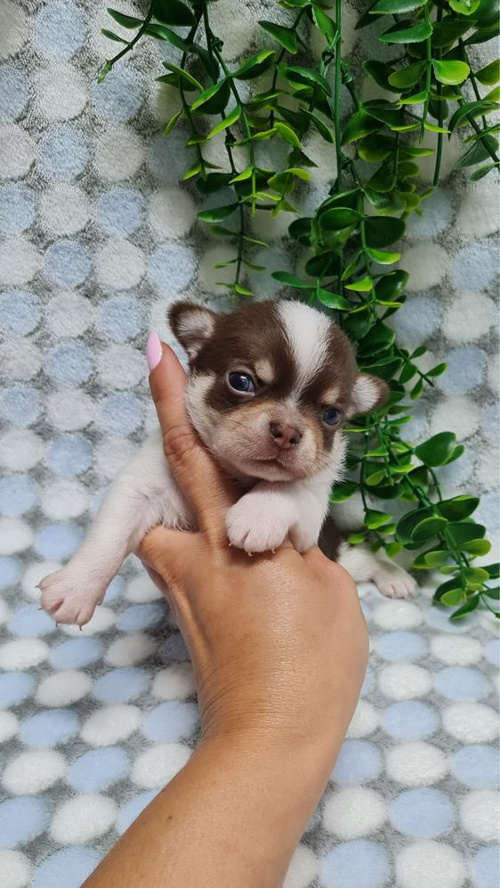 Estupendo Chihuahua de Qualidade. Linhagem Russa