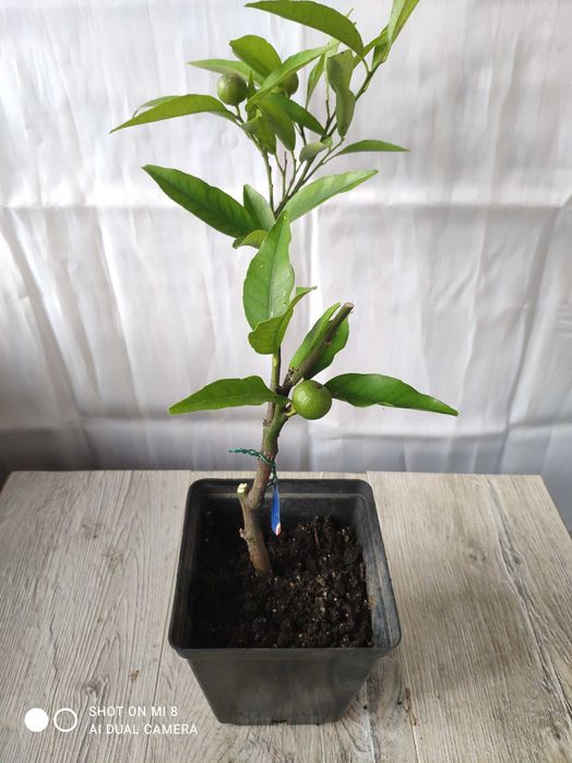 мандарин "Сентябрьский" с плодами