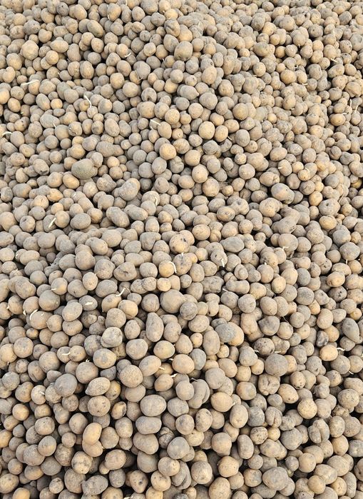 Ziemniaki odpadowe paszowe transport