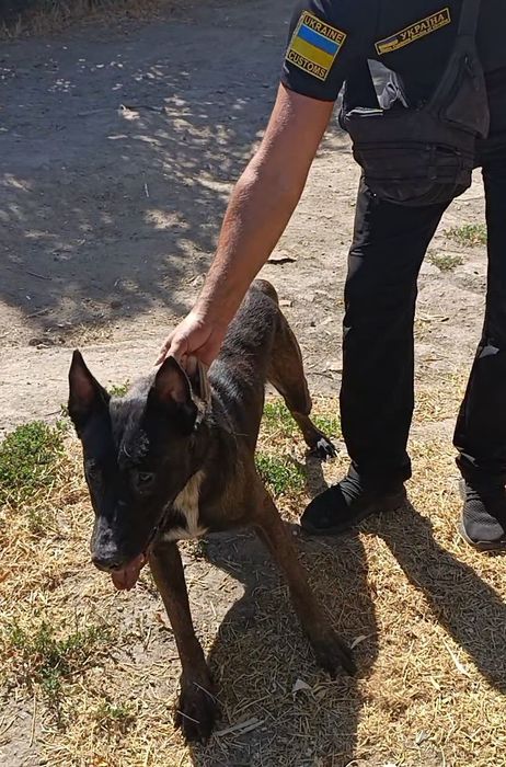 Щенки Малинуа рабочего разведения  Бельгийская Овчарка