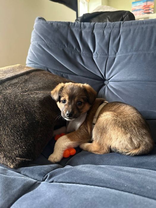 Отдам щенка девочку в добрые руки!