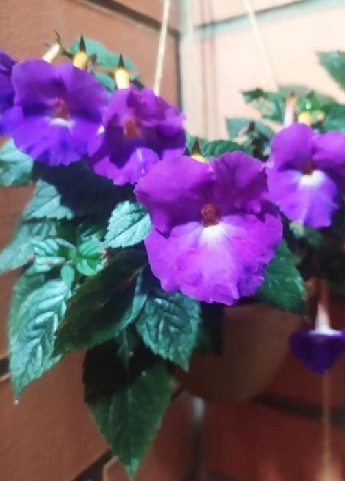 Ахіменеси (ахимынесы)  різоми