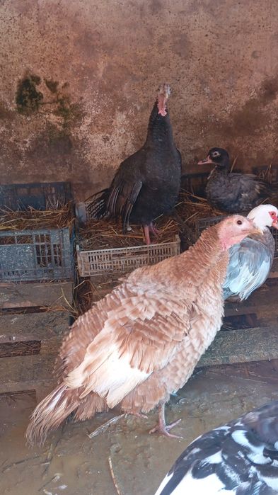 2 peruas para o natal