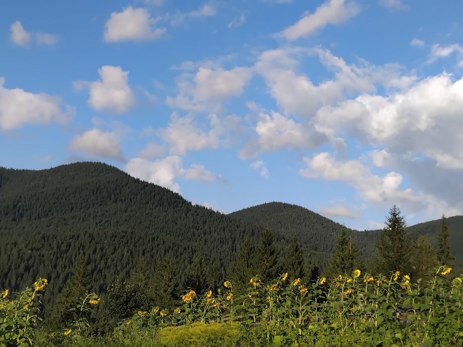 Відпочинок у Карпатах. Котедж "Під лісом".