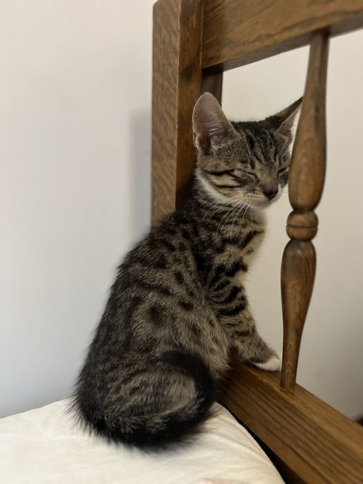 Dwa małe kotki szukają domku