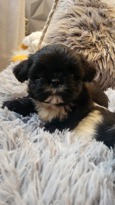Shih-tzu shihtzu pies samiec z  rodowodem