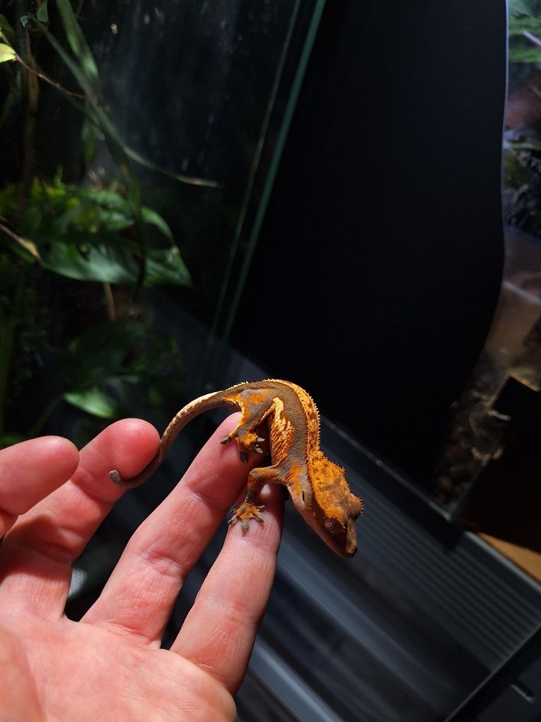 Gekon orzesiony gekony jaszczurka terrarium