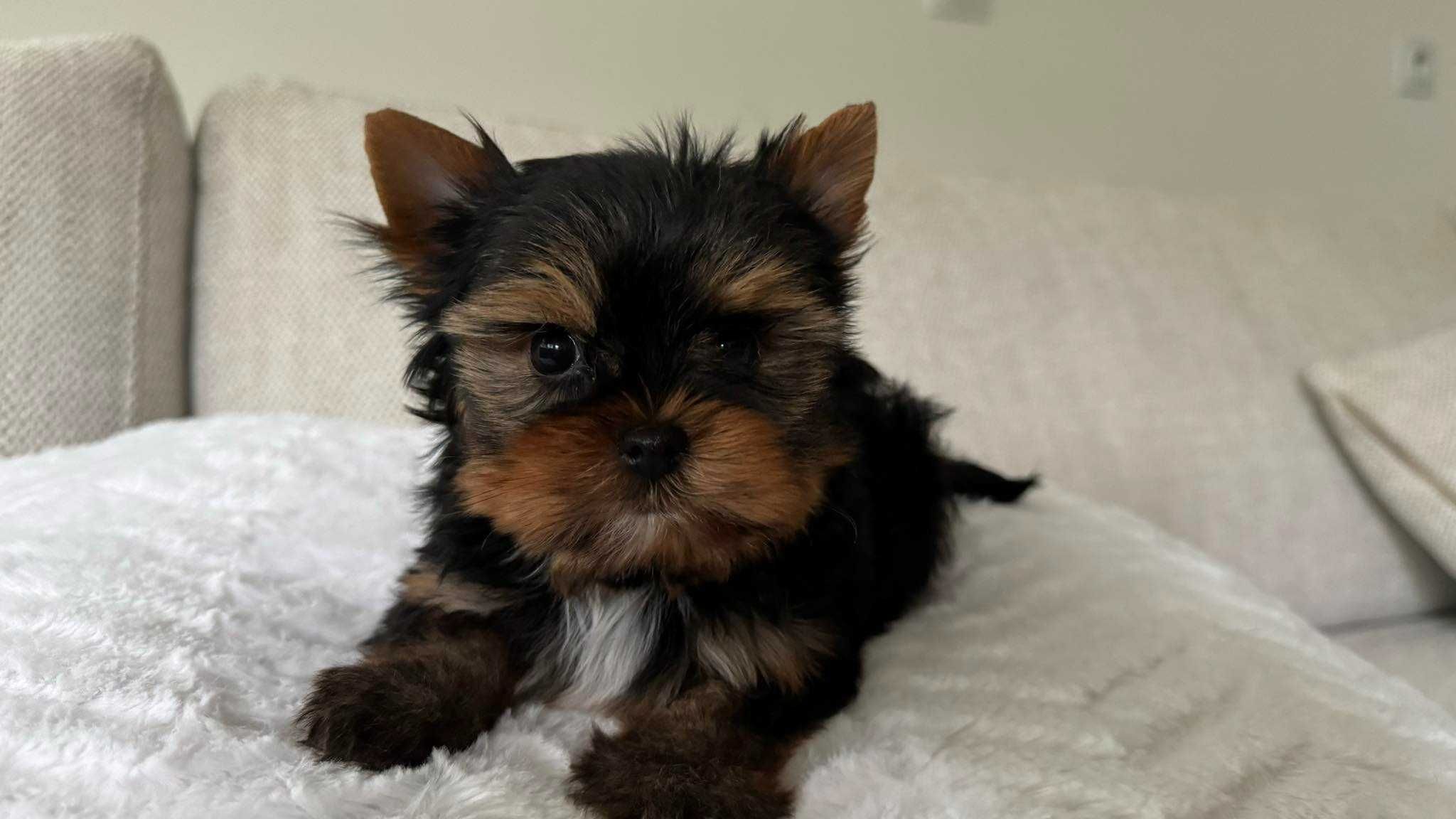 Mini Chłopiec Yorkshire Terrier z Rodowodem do 2kg