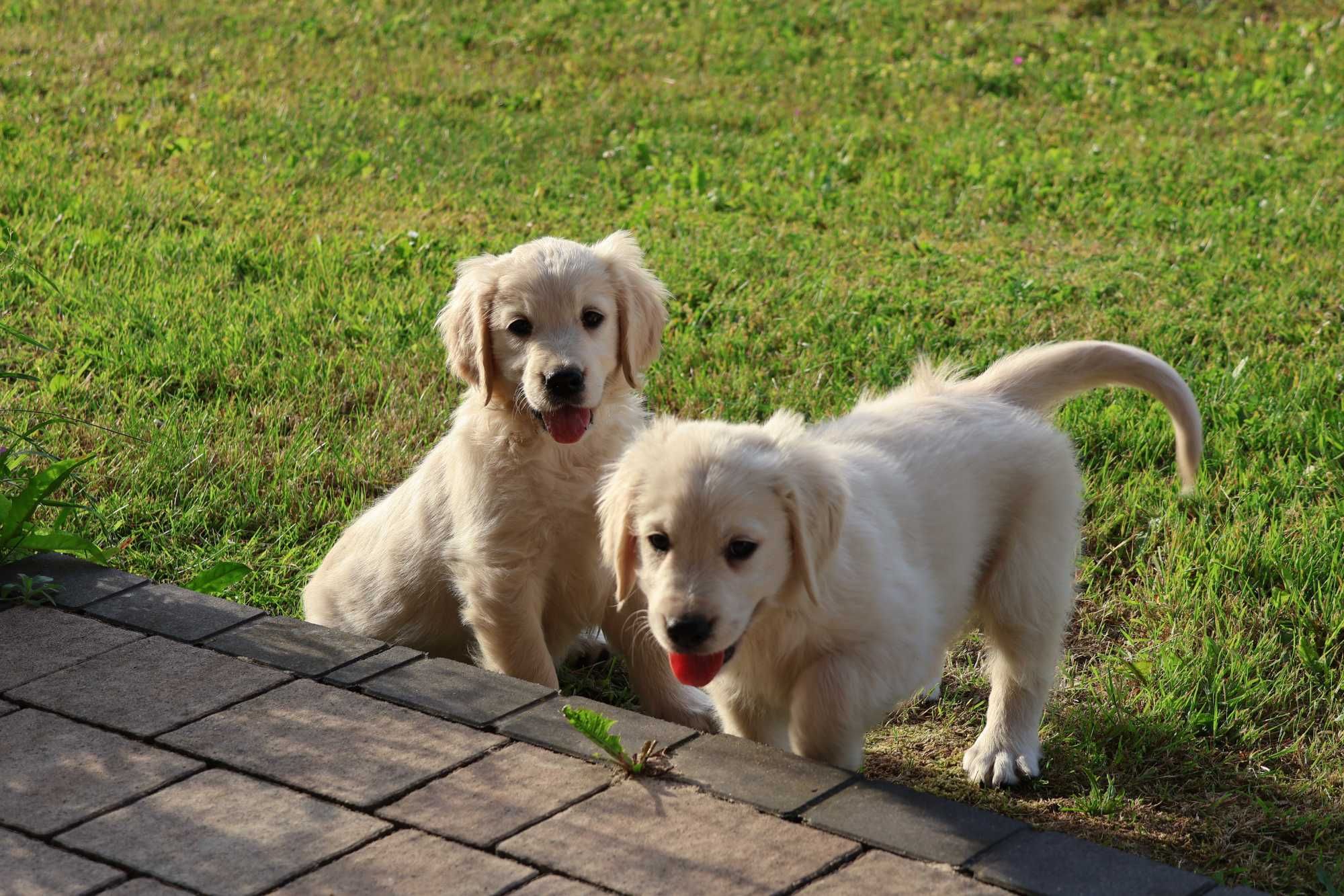 Golden Retriever FCI szczenię