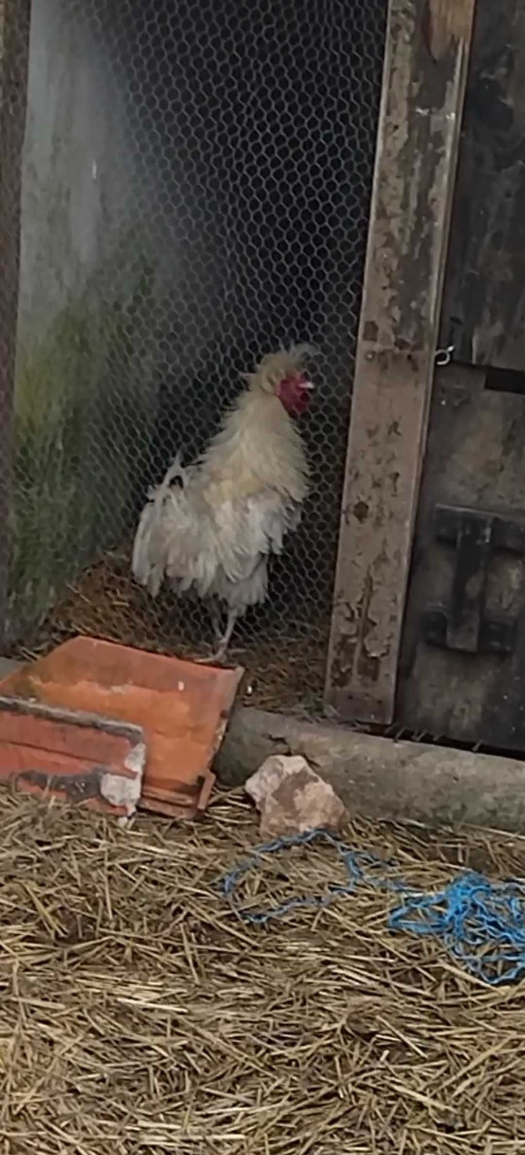 Galo paduano branco, já no ativo.