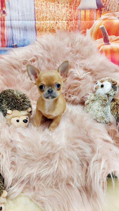 Chihuahua piękna płowa sunia