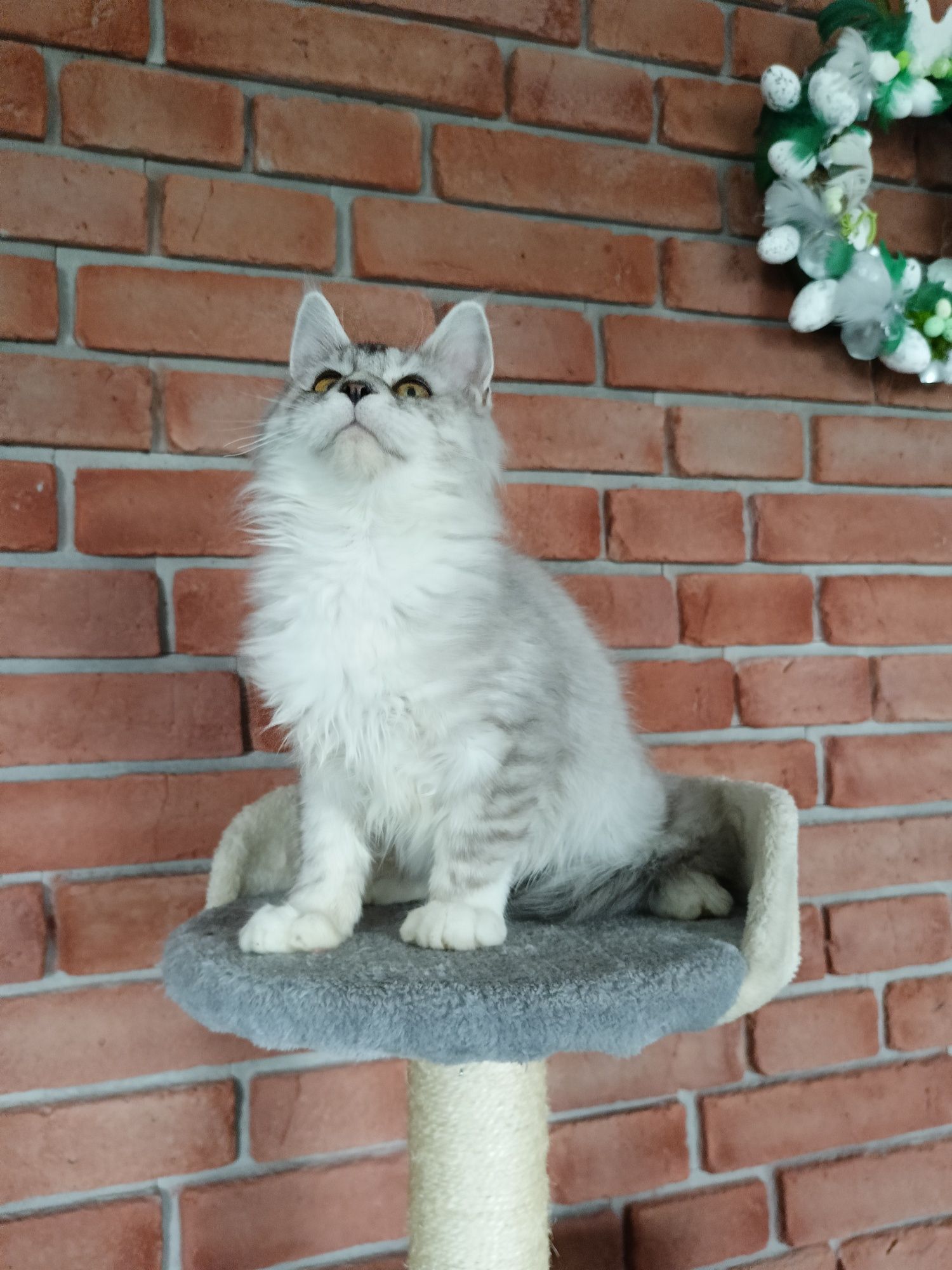 Piękny kocurek Maine Coon