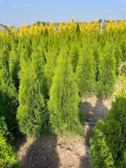 Piękna Tuja Szmaragd 120-130 Produkujemy Dowozimy SADZIMY 100/110