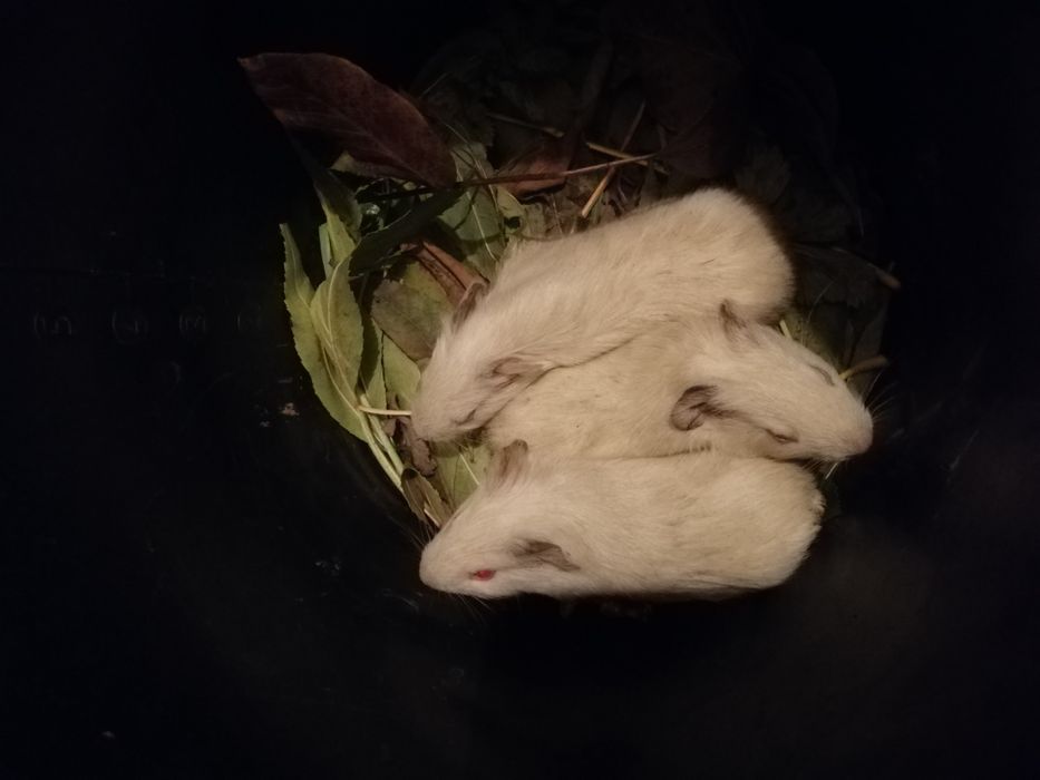 Свинки маленькі.