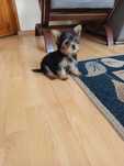 Yorkshire Terrier polecam !