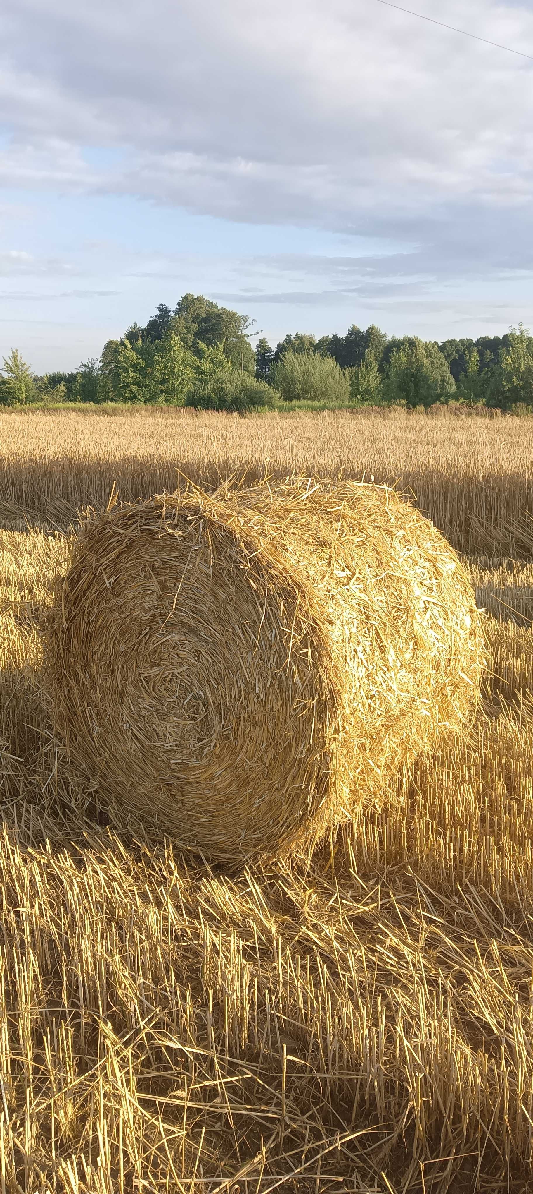 Sprzedam słomę w belach