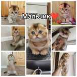 Продам шотландських кошенят, котиків, котів, котики, котята