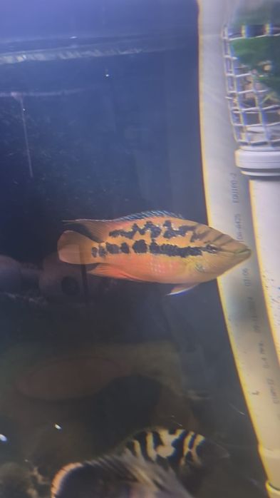 Vendo cicledeos americanos