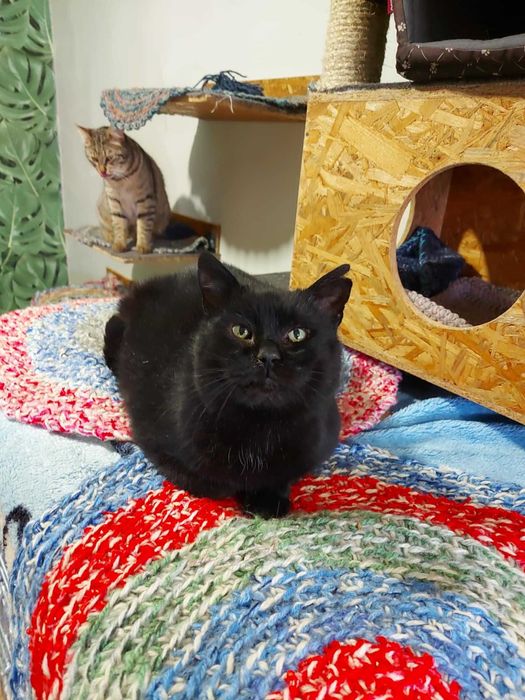 DEMON - Schronisko dla Zwierząt w Ostródzie