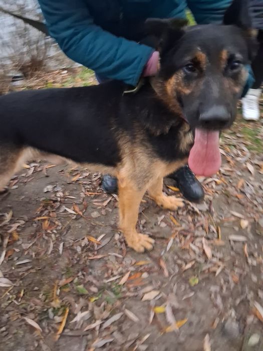 Отдам немецкую  авчарку кобель .