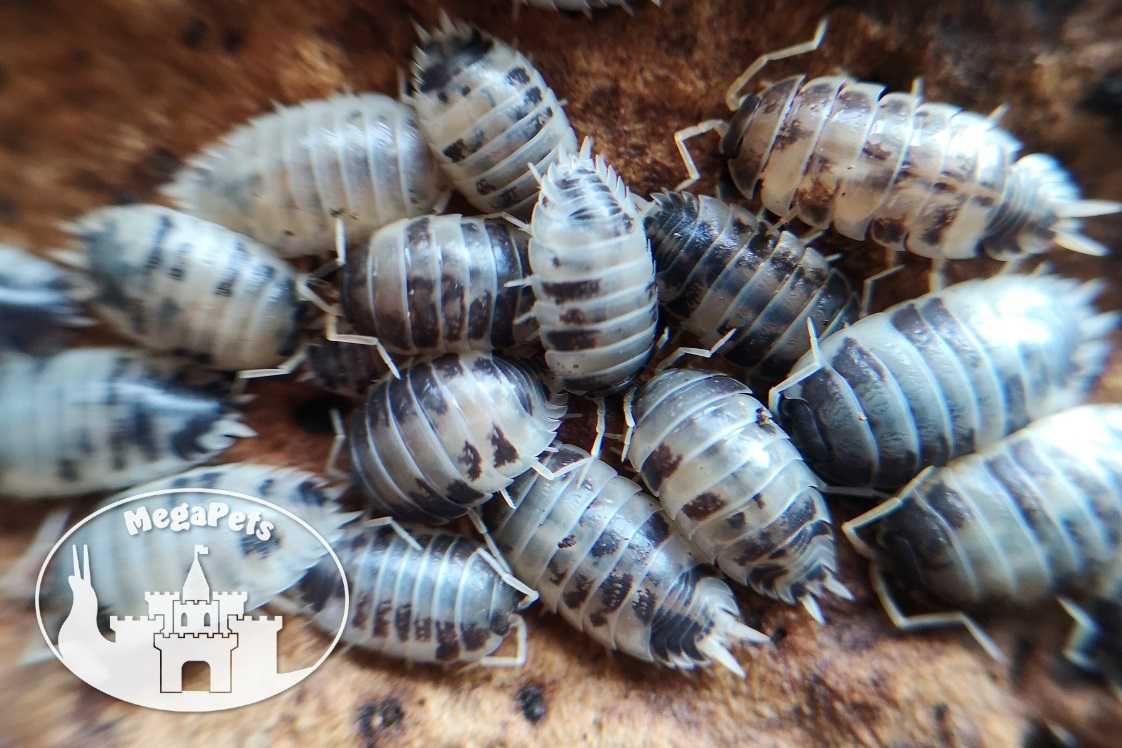 Porcellio leaves Dairy Cow Kulanki Stonogi Prosionki Ślimaki Mrówki