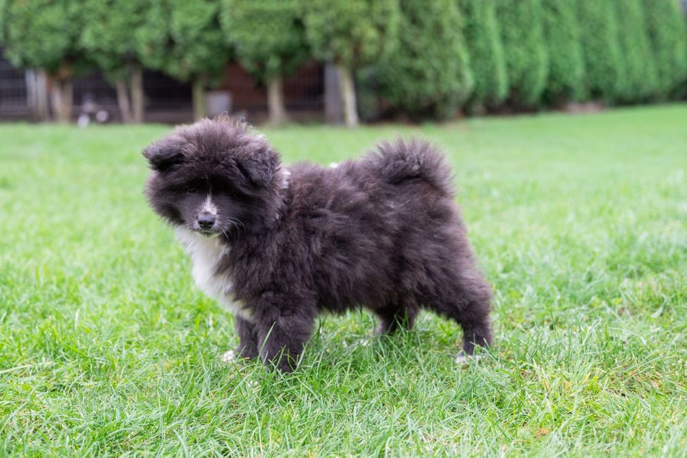 Akita Inu FCI/ZKwP długowłosy chłopiec