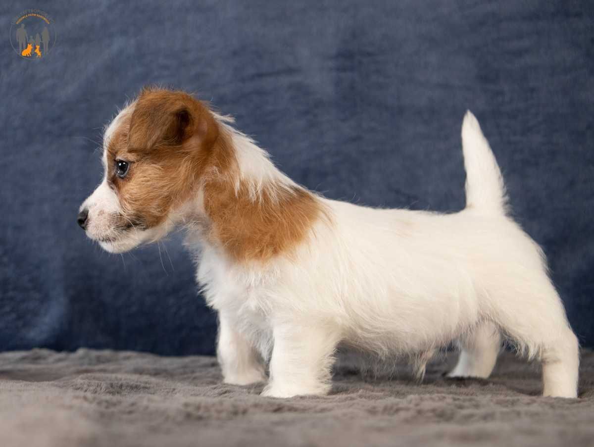 Jack Russell Terrier ZKwP piesek w.szorstki