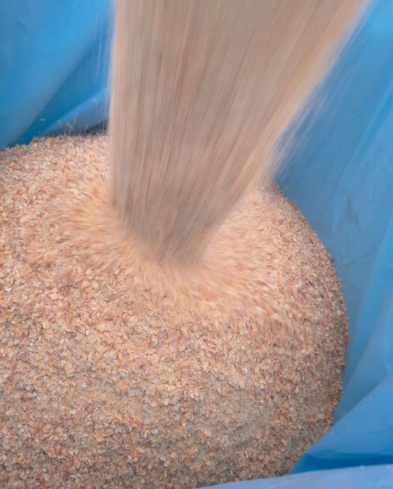 Kukurydza gnieciona CCM kiszonki