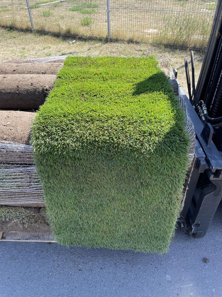Trawnik z rolki PLANTACJA POZNAŃ / trawa w rolce/ trawa/ plantacja