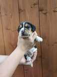 Piesek rasy beagle do rezerwacji
