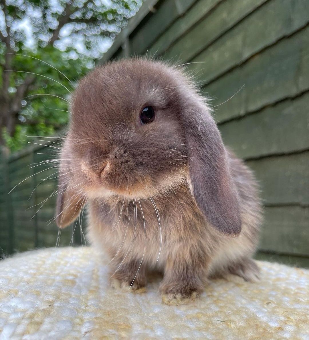 KIT Coelhos anões orelhudos, mini lop super inteligentes e dóceis