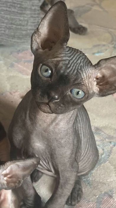 Канадский сфинкс