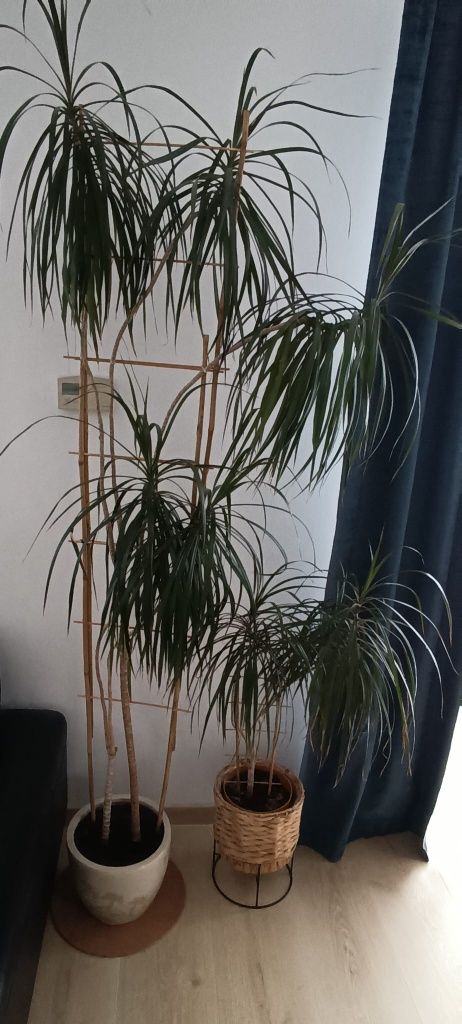 Dracena z doniczka wysoka