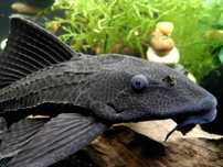 GB Plekostomus (Hypostomus plecostomus)