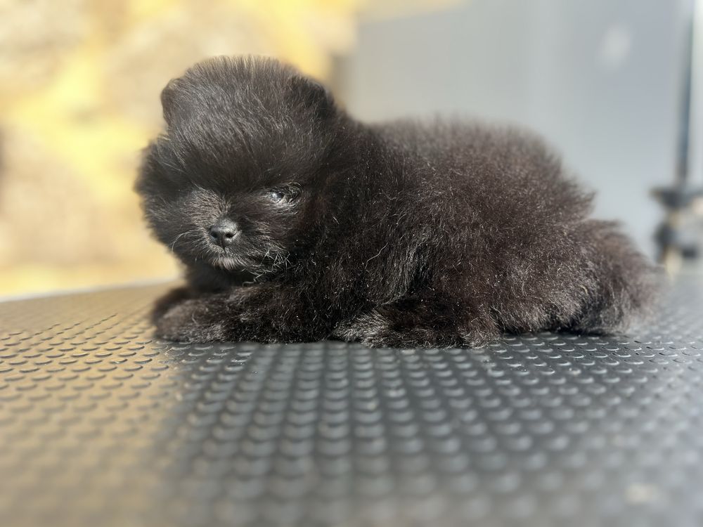 Lulu da pomerania spitz anao