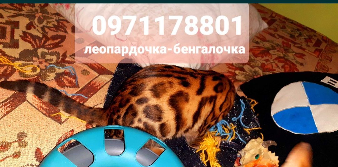 бенгалочка зігріє теплом Вашу домівку та душу.