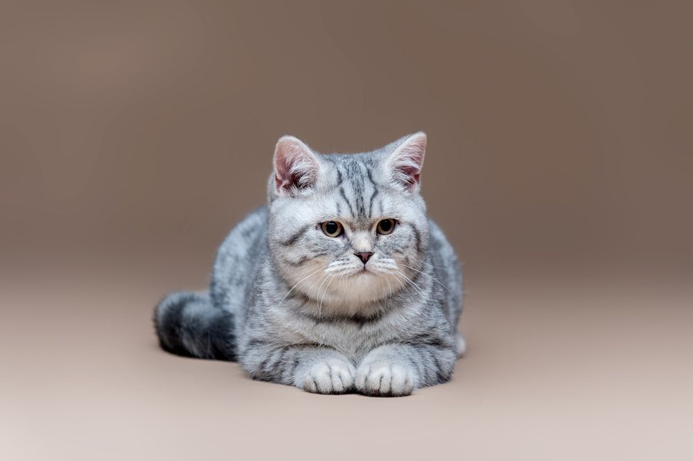 Шотландские клубные котята