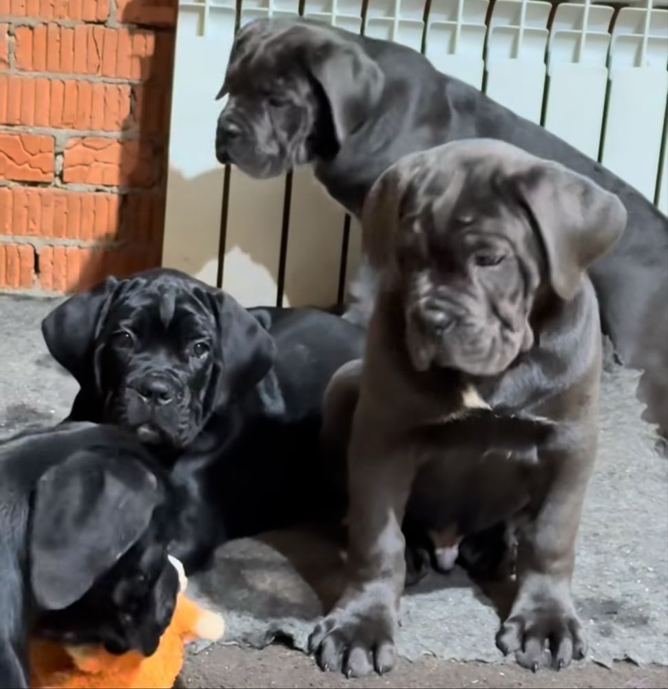 Елітні Cane corso сірого чорного забарвлення-від розплідника)