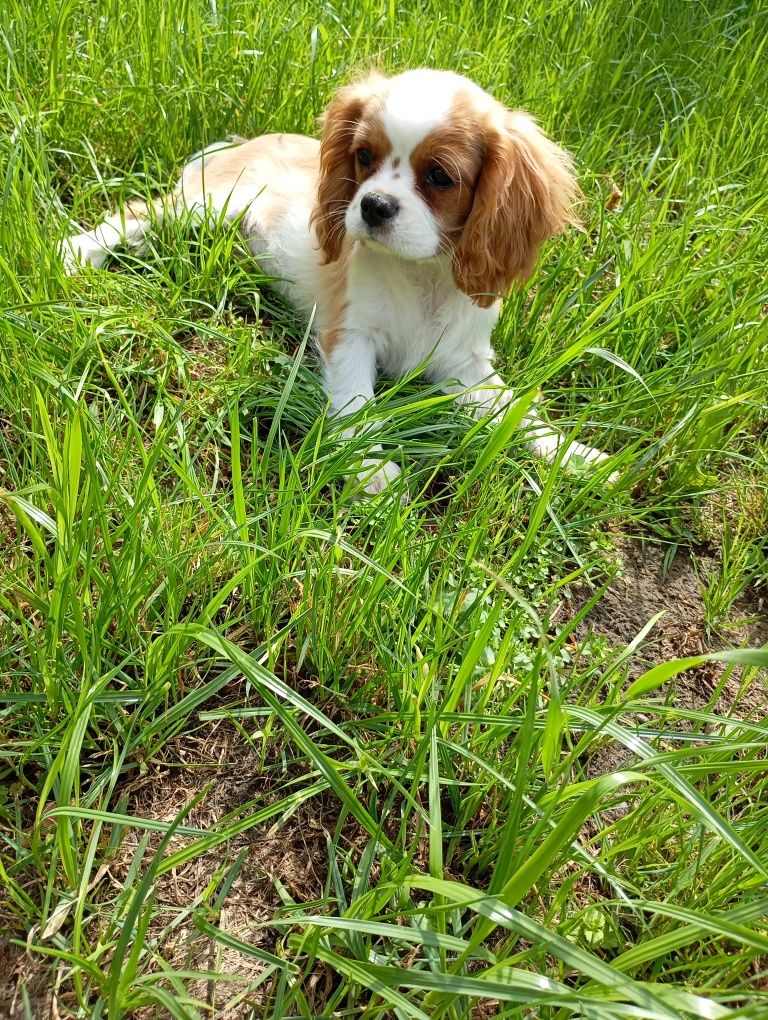 Cavalier King Charles spaniel