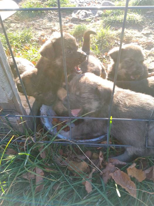 Oddam szczeniaki w dobre ręce