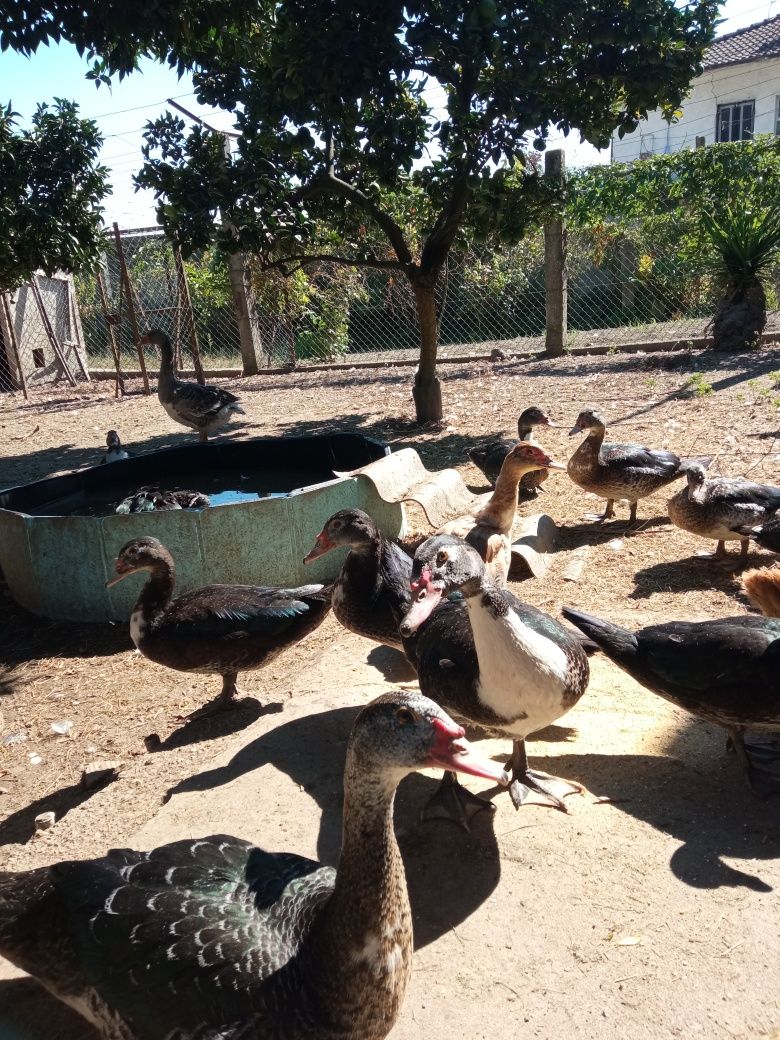 Patos mudos adultos