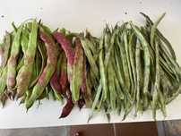 Produtos biologicos