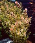 Rosliny akwariowe Rotala Rotundifolia