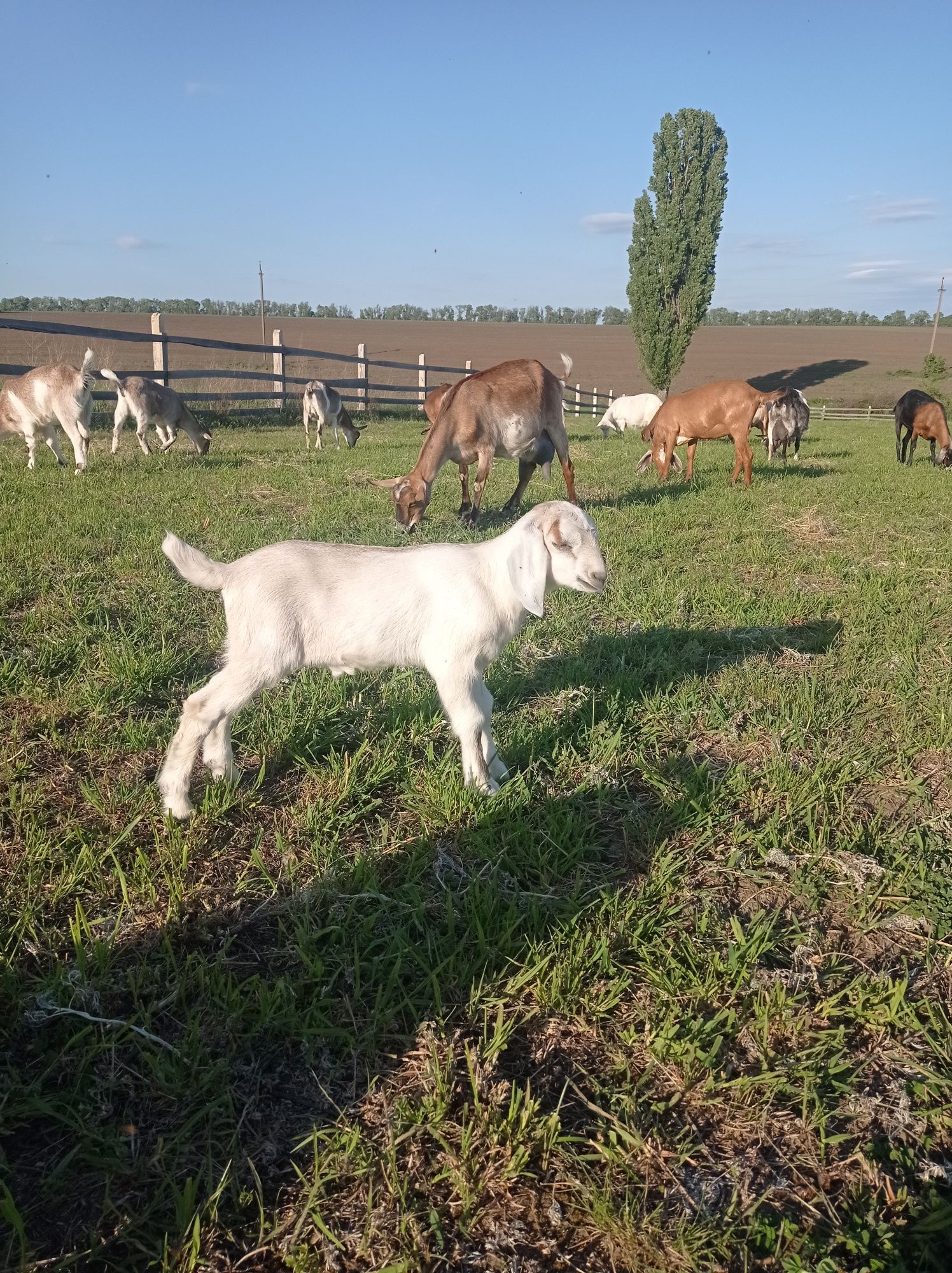 Продам Англонубійця