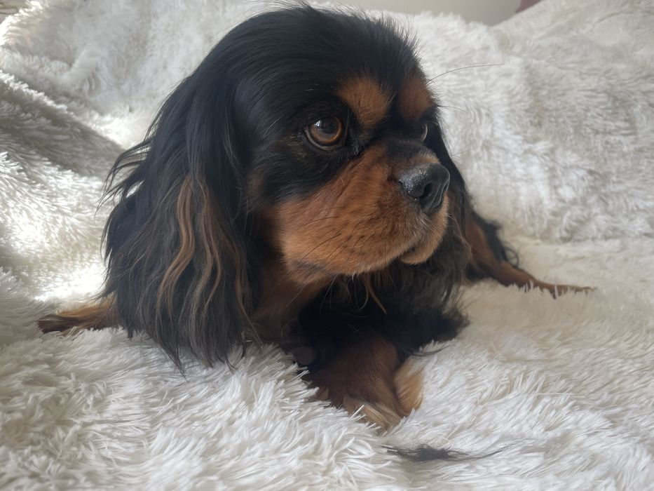 Cavalier Charlie 4-letni pies