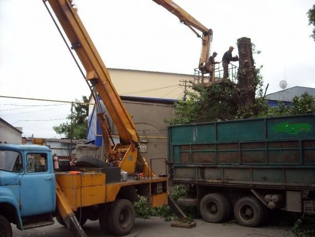 зрізання обрізка зрізатиВалкаПорізка зрізка дерев,зрізаємо спил дерева